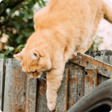 Veelgestelde Vragen Over Katten