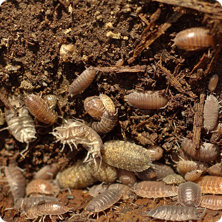 Veelgestelde Vragen Over Kruipende Insecten