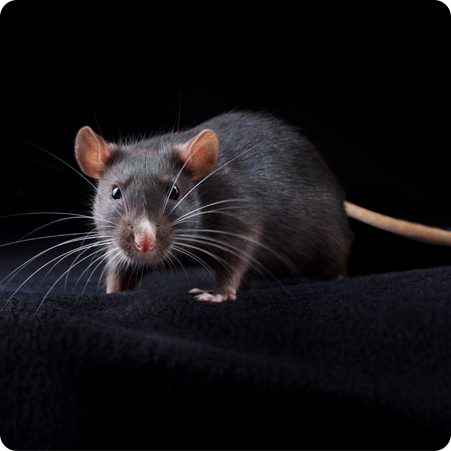 Veelgestelde vragen over ratten