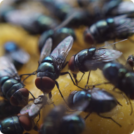 Veelgestelde Vragen Over Vliegende Insecten