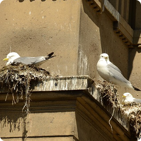 Veelgestelde Vragen Over Vogelwering