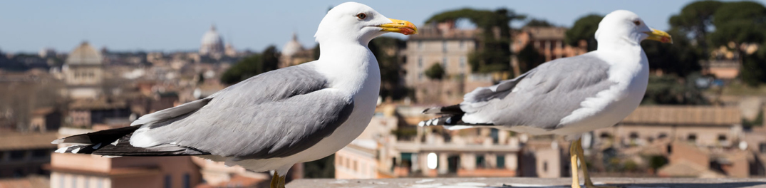 Vogelbelästigung auf Dächern und Balkonen effektiv bekämpfen