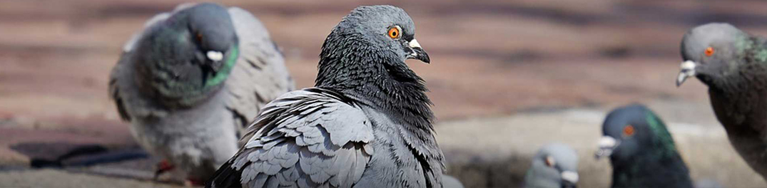 Vogelschutz ist einfach selbst zu machen