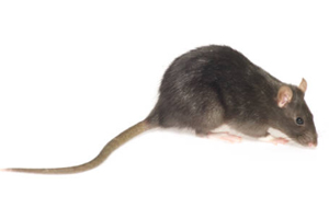 Appâts pour rats