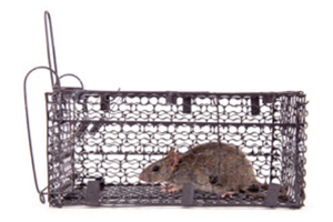 Cages pièges pour rats