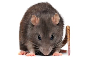 Lutter contre les rats