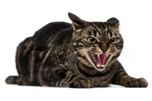 Repousser les chats