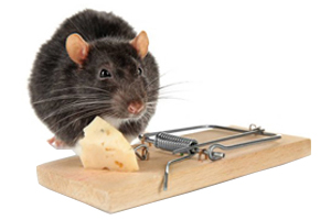 Meilleurs produits contre les rats