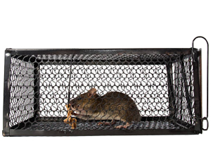 Lutte contre les rats respectueuse des animaux