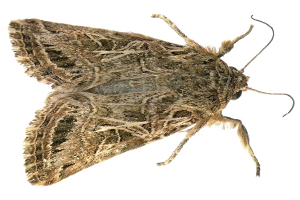 Mites des vêtements