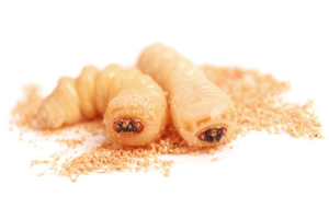 Houtworm