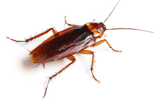 Insecten